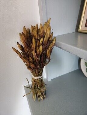 Real Dried Siberian Iris Pods.